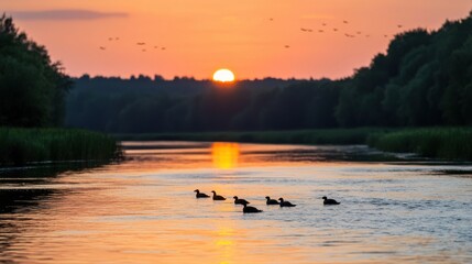 Ducks swimming at sunset on a serene river tranquil nature scene landscape photography peaceful environment captivating viewpoint