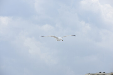 Gull Bird Flying on St. Augustine Beach, Florida