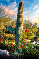 saguaro cactus in arizona park