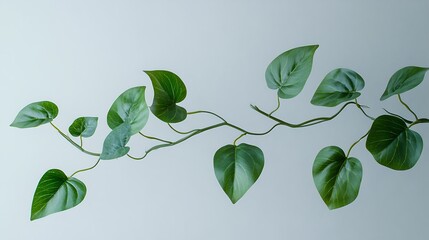 Green vine leaves on a light background