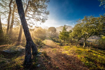 Conifers and path in the fog at Piquillo's pinewood