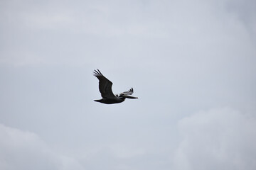 Brown Pelican Flying over Beach in Florida