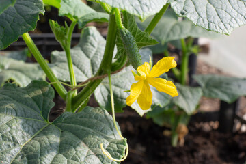 Yellow flowers of parthenocarpic cucumber, flowering cucumis. Growing organic vegetables in greenhouses.