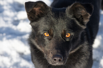 Face of a black dog with orange eyes. Front portrait of a young dog in winter.