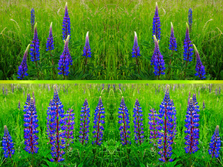 Lupinenwiese