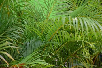 Areca palm tree in a garden © Utkal_Studio_FX