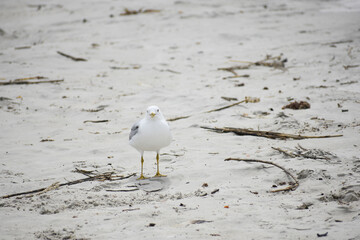 Ring-billed Gull on Beach in Florida