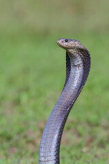 a Javanese cobra snake is standing in the grass field