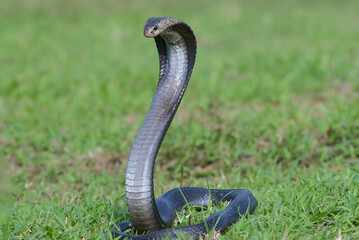 a Javanese cobra snake is standing in the grass field