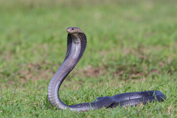 a Javanese cobra snake is standing in the grass field