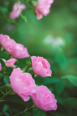 Soft petals of pink roses offer a serene and elegant floral display