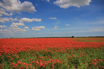 poppy field and blue sky
