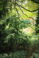 Fototapeta premium green forest in the morning