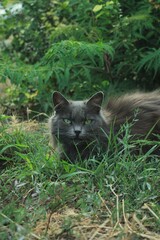 cat sitting in the  green woods
