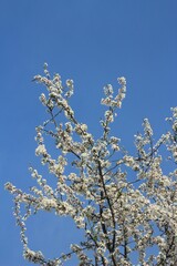 cherry blossom in spring