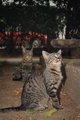 Two grey cats in the garden