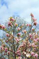 Pink magnolia blossom in spring 