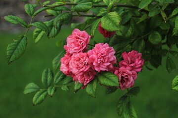 red rose bush with green leaves 