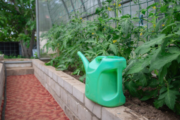 A green watering can installed on a brick curb in a greenhouse is used to water flowering tomato plants suspended on a mesh support, © Ekaterina