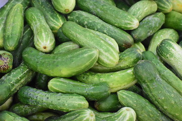 Lots of green cucumbers in market.