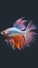 Fototapeta premium A vibrant, colorful betta fish glides gracefully through a dark aquatic backdrop.