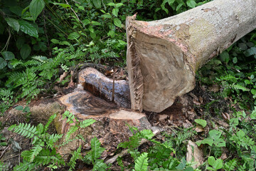 An angled view of a recently cut down Nedun tree stump and its fallen trunk nearby