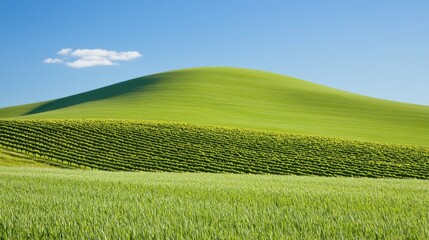 Obraz premium Vibrant green hills rolling landscape rural countryside nature photography sunny day panoramic view serenity and tranquility