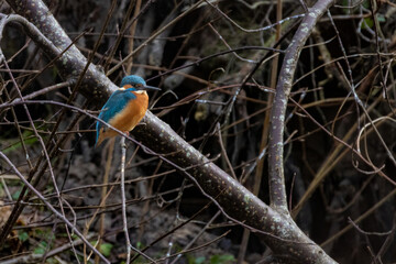 Common Kingfisher on the branch.