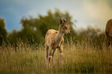 Carpa falconeri heptner. Young goat.