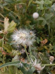 sonchus oleraceus seeds with hair or common Milk thistle seed head with hair 