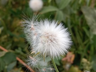 sonchus oleraceus seeds with hair or common Milk thistle seed head with hair 