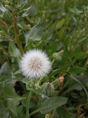 sonchus oleraceus seeds with hair or common Milk thistle seed head with hair 