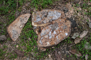 Overhead view of a stump surface of a rubber tree that was recently chopped down
