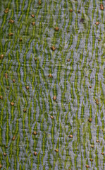 Beautiful close-up of firmiana simplex