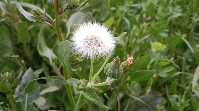 sonchus oleraceus seeds with hair or common Milk thistle seed head with hair 