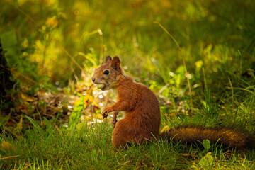 Close up of a red squirrel (Sciurus vulgaris).