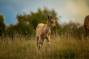 Young Carpa falconeri heptner. Turkmenian Markhor
