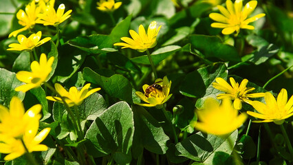 Fototapeta premium Flowering lesser celandine (Ranunculus ficaria or Ficaria verna)