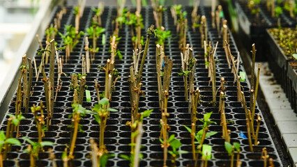 Naklejka premium Seedlings of trees, shrubs and flowers grown in a greenhouse nursery