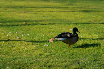 duck on the sunshine grass