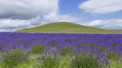 Fototapeta premium Lavender fields blooming under a bright sky scenic landscape nature photography peaceful environment wide-angle view serenity and beauty