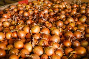 Freshly harvested onion harvest in an agricultural company.