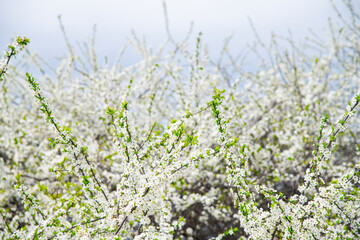 Blooming white shrubs on a spring day.