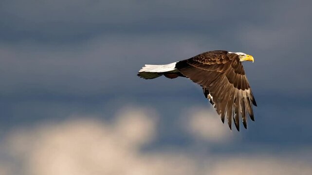 A majestic bald eagle soaring through the sky with its powerful wings fully extended, 