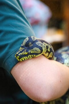 Carpet Python Interaction: A carpet python coils on a human arm, its scales detailed and colorful, presenting a close interaction with wildlife.
