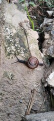 snail on a stone