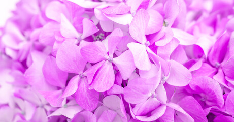 Obraz premium Lilac flowers close up. Bouquet of purple flowers. City flower beds, a beautiful and well-groomed garden with flowering bushes.