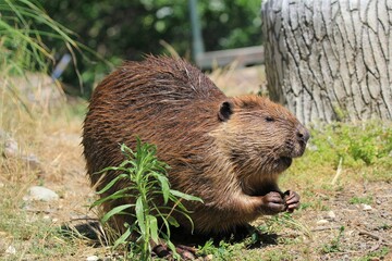 Beaver on Riverside: A beaver sits by the river, surrounded by lush greenery, perfect for nature and wildlife educational content.
