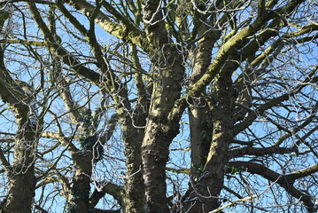 tree and sky