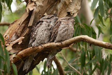 Ein Eulenschwalm Paar - Tawny frogmouth, Podargus strigoides, auf einem Myrtenheide Melaleuca Baum an der Ostküste Australiens - Byron Bay.
